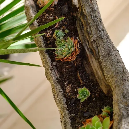 Vila Conte Veli Lošinj