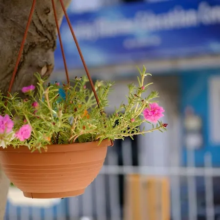 Vila Conte Veli Losinj