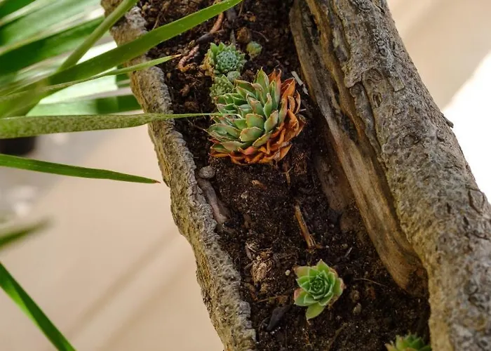 Vila Conte Veli Lošinj