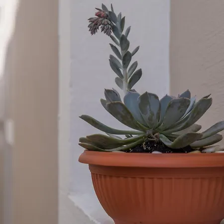 Vila Conte 3* Veli Lošinj