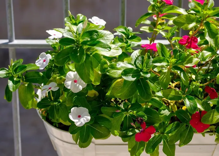 Отель Vila Conte